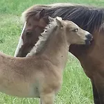 Bei Familie Habben Mit Pkw Stellplatz *