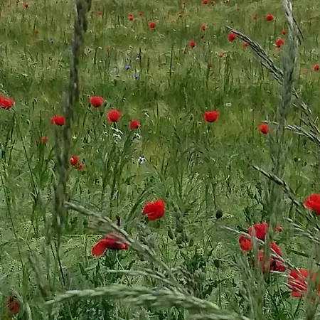 Appartamento Bei Familie Habben Mit Pkw Stellplatz