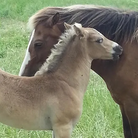 Bei Familie Habben Mit Pkw Stellplatz *